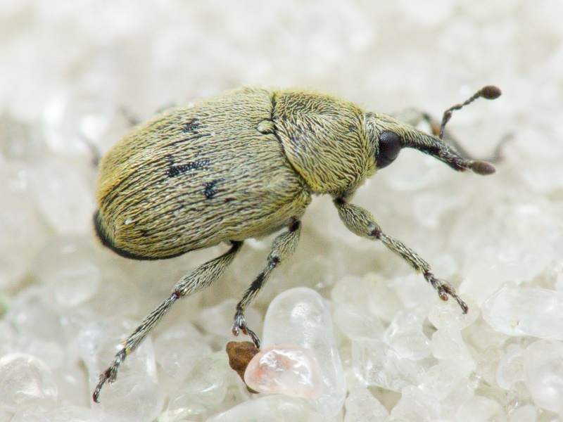 Rhinusa neta (Germar, 1821)